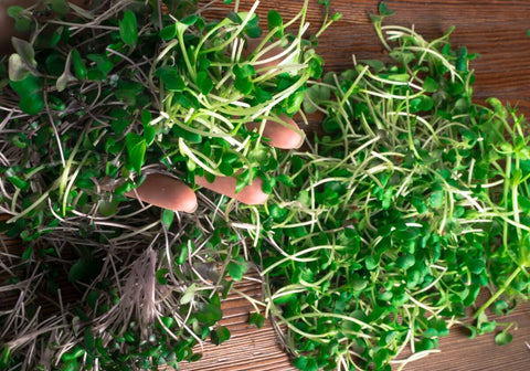 Health Benefits of Microgreens