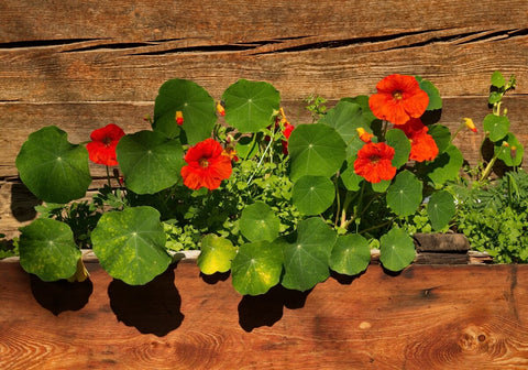 Ideal Growing Conditions for Nasturtium Seeds