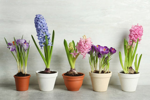 Designing Your Spring Garden with Bulbs: 4 Quick Tips