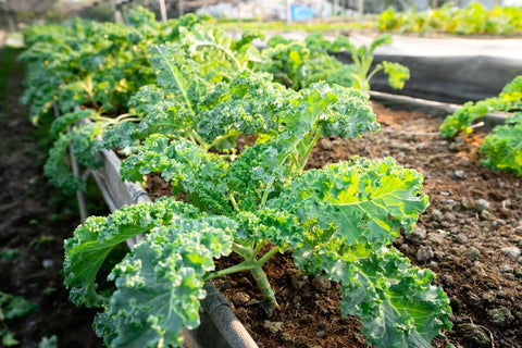 Best Vegetables and Herbs to Grow from August to November