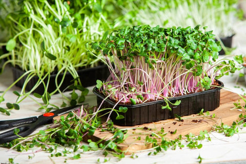 The Origin of Microgreens