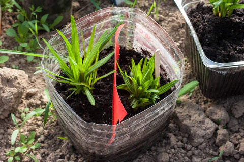 Steps to Planting Asiatic Lily Bulbs
