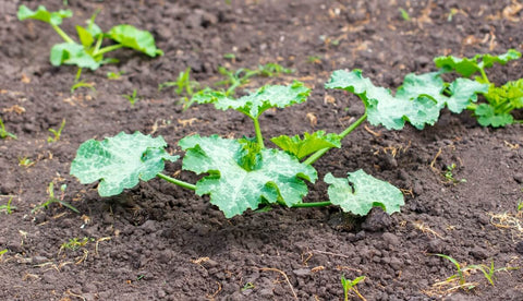 Planting Zucchini Seeds