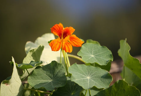 Planting Requirements for Nasturtium