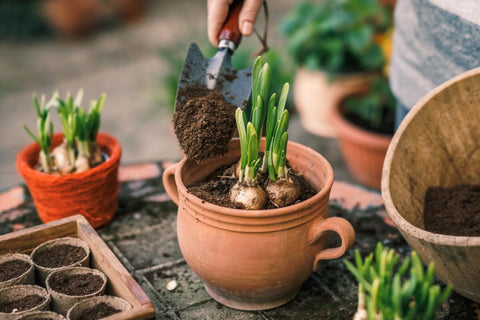 Process of Planting Bulbs in Pots