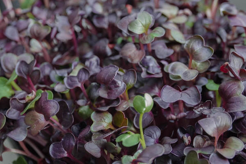 Radish Purple Sango Microgreens