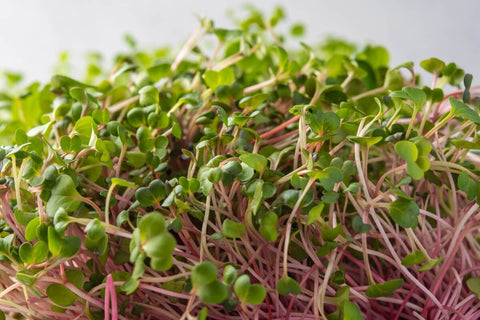 Radish China Rose