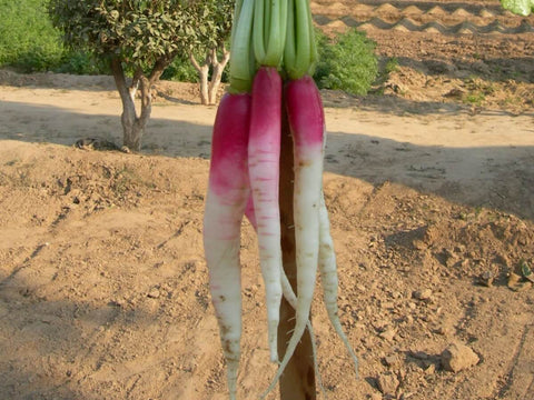 3. Radish Half-Red