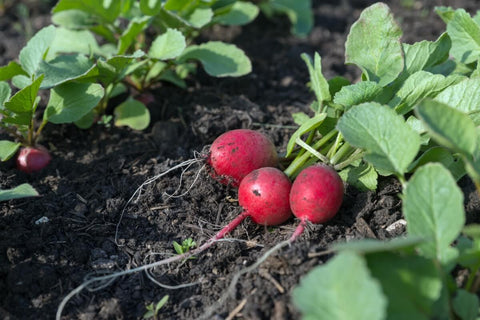 Radish Red Round