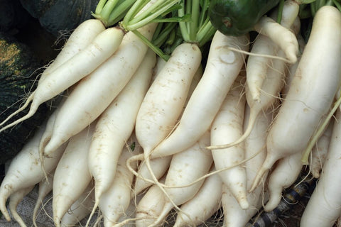 Radish White Short