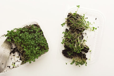 Do microgreens regrow after harvest?