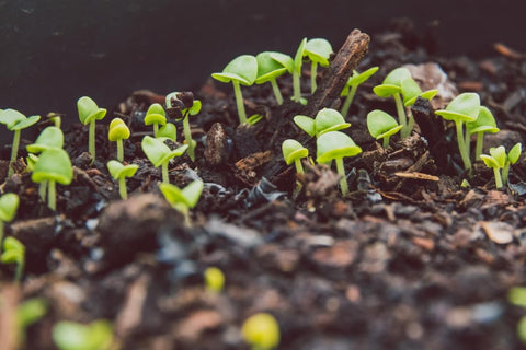 Reusing Soil After Microgreen Harvest