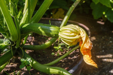 Things to Remember to Grow Zucchini