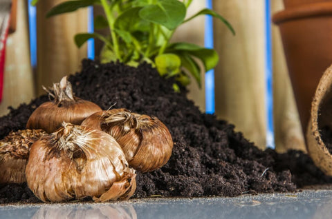 Important Tips for Growing Bulbs in Pots