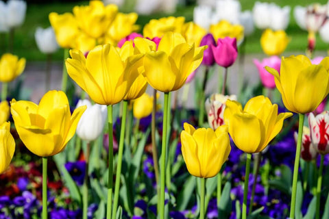 For Spring Blooms: Bulb Varieties for Indian Gardens by AllThatGrows