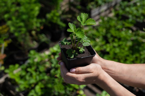 When to Start Hardening Off Seedlings