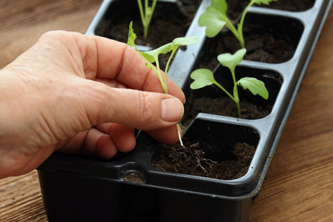 The Ultimate Guide to Thinning Seedlings Why You Should Do It