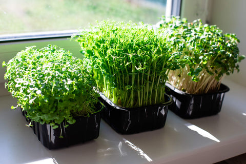 The Origin of Microgreens