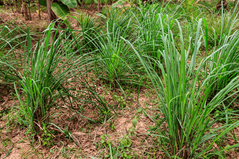 Pruning lemongrass