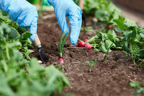 Radish