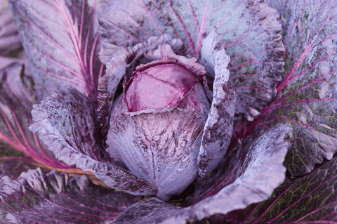 Red Cabbage