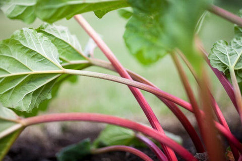 Rhubarb