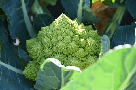 Cauliflower Romanesco