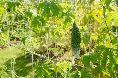 Summer season vegetables