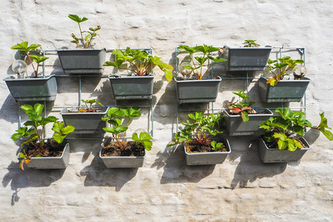 Balcony Kitchen Garden: Building a Kitchen Garden in Apartment