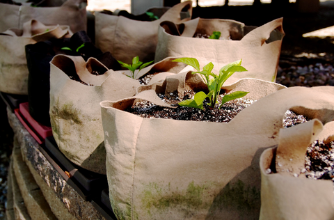 How to grow potatoes in potato bags with Van Meuwen  YouTube