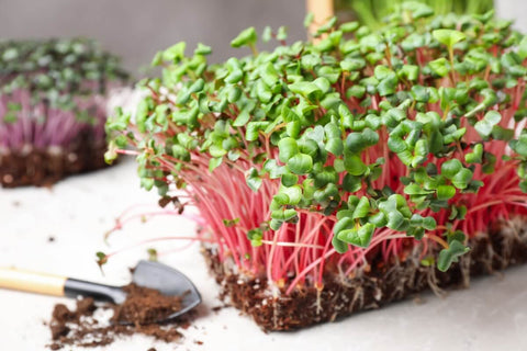 Why Grow Microgreens at Home from Non-Treated Seeds?