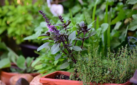 Why Grow Herbs At Home?