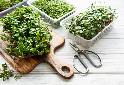 Why Grow Microgreens at Home?