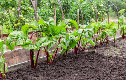 winter season vegetables