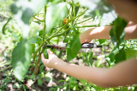 What is a School kitchen garden?