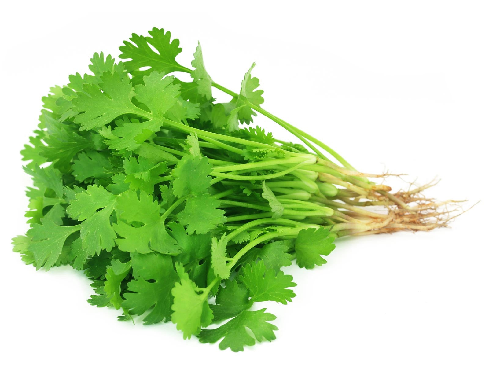 Image result for coriander