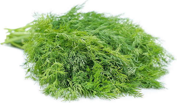 Dill_600x600.png