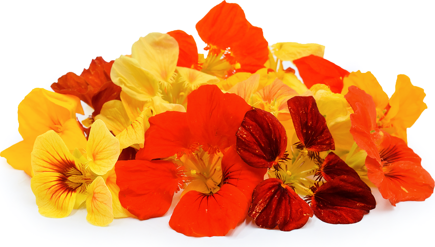 Nasturtium Alaska Mix Blossoms Seeds | Shop Now At AllThatGrows