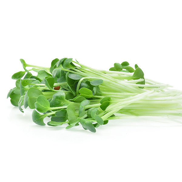 Alfalfa Microgreen Seeds Shop Now at AllThatGrows