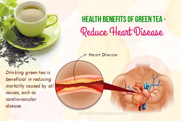Green Tea Can Reduce the Risk of Having Heart Disease