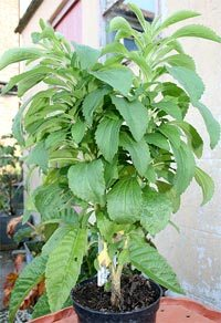 Stevia Plant