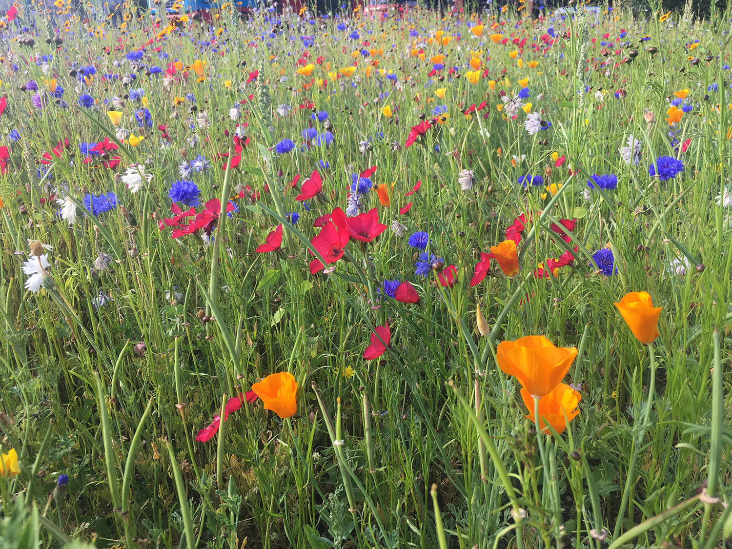 Over the past two years a number of wildflower areas have been created - this one next to a busy tyre fitter!