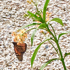 Monarch on Silky Gold Swamp Milkweed
