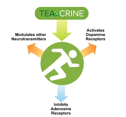 What is Teacrine and what does it do for your workouts