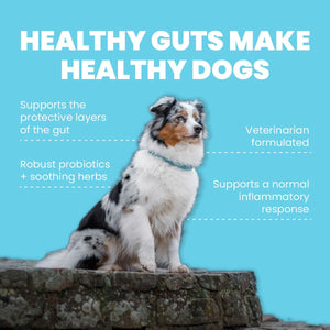can leaky gut in dog cause ear infection