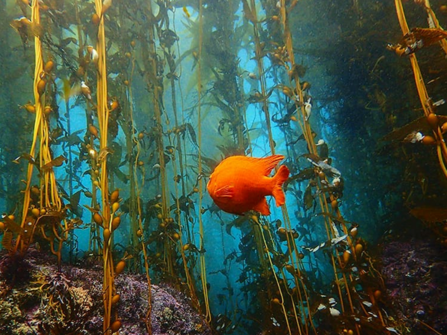 seatrees kelp forest regeneration california