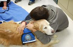 deep pressure therapy dog