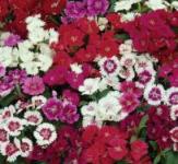 DIANTHUS IDEAL SELECT MIX - Heirloom Untreated Edible Flower Seed - 50 seeds