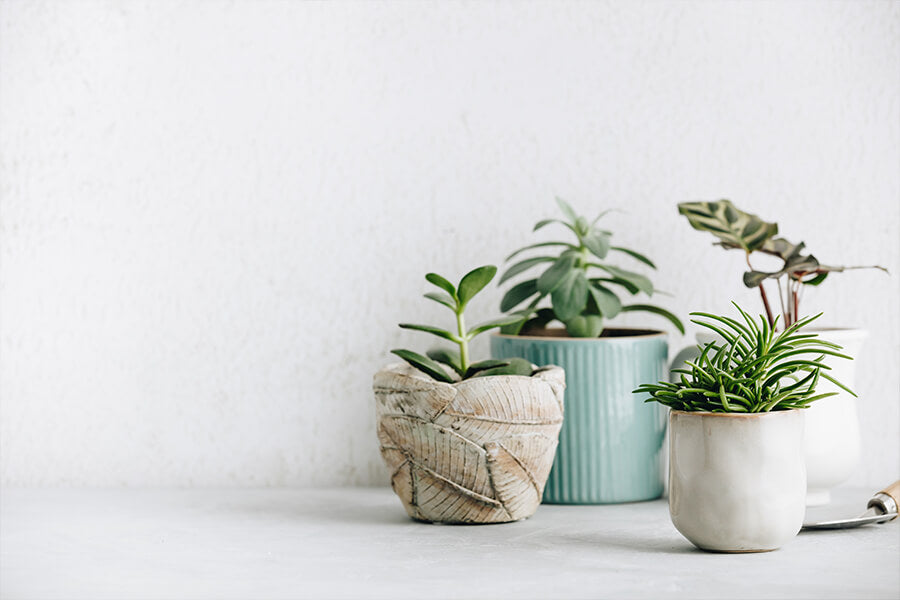 Laundry Room Plants