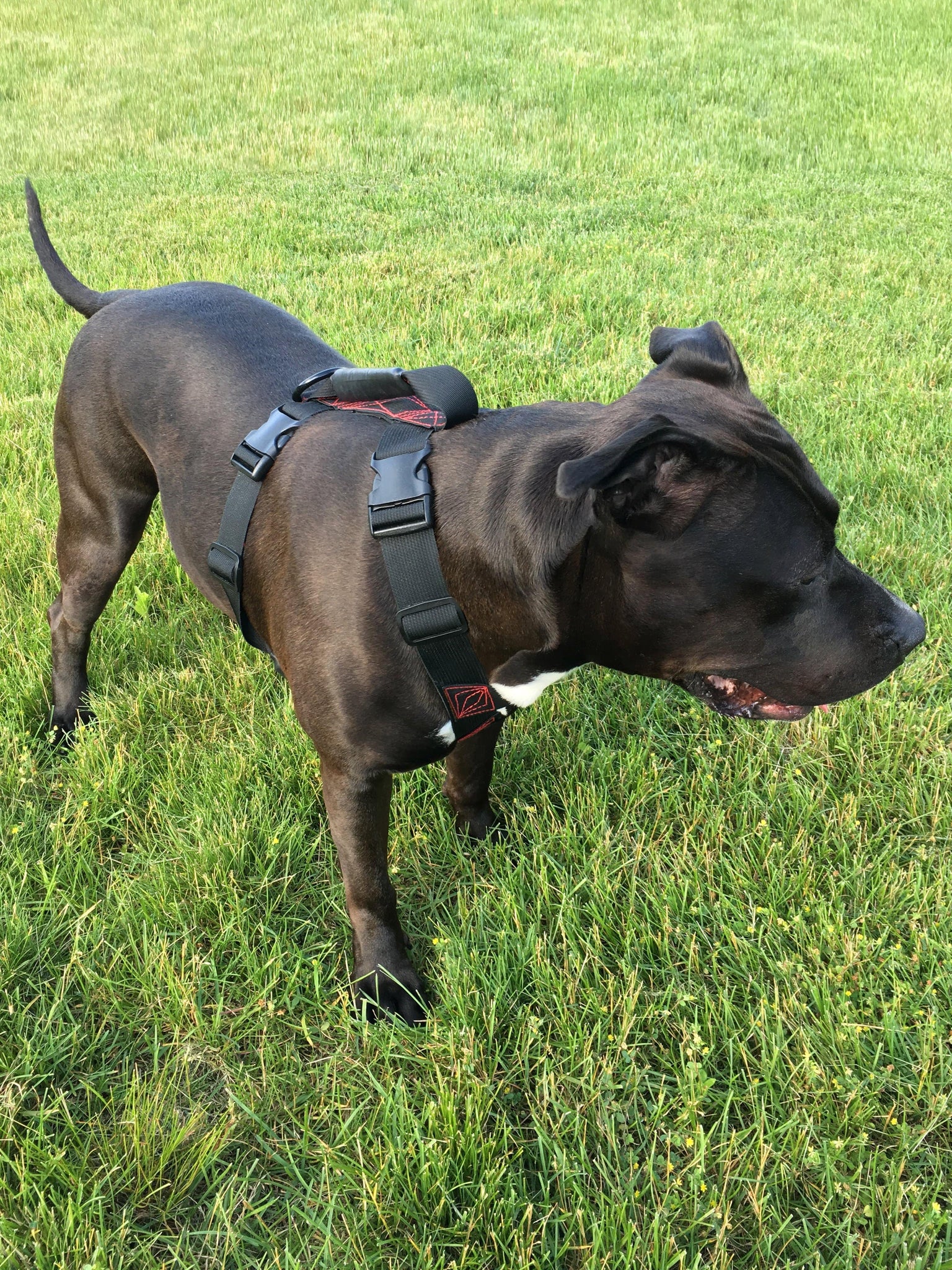 dog harness with grab handle